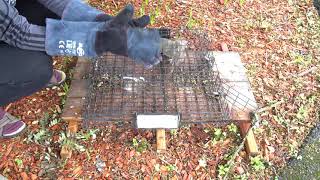 How to remove a squirrel from the Squirrelinator trap [upl. by Anikehs428]