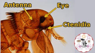 Microscopic Flea Anatomy [upl. by Lepp965]