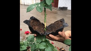 Reusable Air Layering Propagation Balls  Plant Root Growing Box  Cloning Trees More Quickly [upl. by Anasor971]