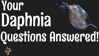 Daphnia Questions Answered [upl. by Idarb]