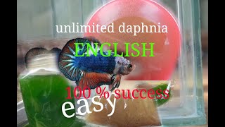 daphnia moina culture Easy way Unlimited production English  with sub Green water Chlorella [upl. by Miarhpe]