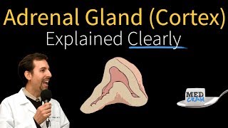 Adrenal Gland Adrenal Cortex Explained Clearly [upl. by Winifield426]