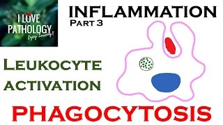 INFLAMMATION Part 3 Leukocyte Activation  PHAGOCYTOSIS [upl. by Ahsoek839]