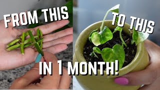 How to propagate leafless cuttings from Start to Finish  Propagate Money Plant Houseplants EASY [upl. by Sivrep280]