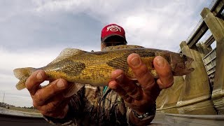 Sauger Fishing  Catching Sauger and Bass At Guntersville Dam [upl. by Dalt581]