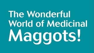 The Wonderful World of Medicinal Maggots [upl. by Locin]