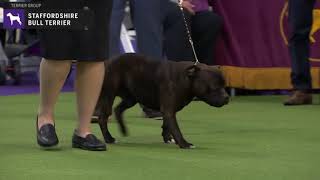 Staffordshire Bull Terrier  Breed Judging 2020 [upl. by Kurtis893]