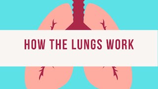 Breathing process in humans [upl. by Yee]