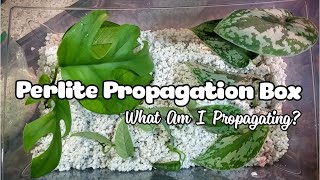 Making A Propagation Box  Perlite As Rooting Medium [upl. by Keen]