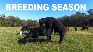 BULL TRIES TO BREED 40 HEIFERS [upl. by Edrahs427]