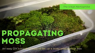 How to setup a moss propagation box  How to grow moss [upl. by Olrac562]