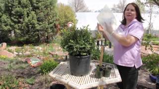 Boxwood Propagation With Stem Cuttings  Grow Guru [upl. by Bidget]