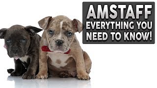 AMERICAN STAFFORDSHIRE TERRIER 101 Everything You Need To Know About Owning a AMSTAFF Puppy [upl. by Senn]