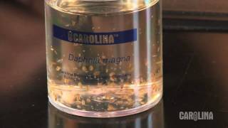 How to Care for Daphnia [upl. by Thistle]