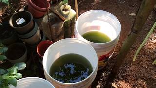 How to grow Green Water Algae [upl. by Nihi837]