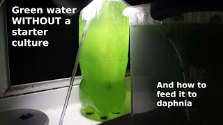 Green Water WITHOUT a Starter Culture  From Scratch  How To [upl. by Dixil720]