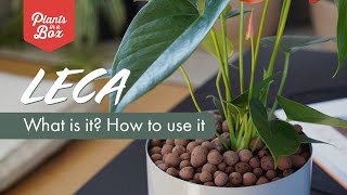 Whats LECA and how to use it [upl. by Zehe995]