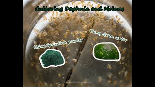 How To Culture Daphnia and Moinas using Green Water Spirulina powder [upl. by Argile]