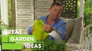 How to Propagate Buxus  Gardening  Great Home Ideas [upl. by Skipp]