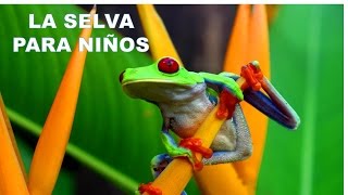 Cuento de la selva para niños Vídeos educativos [upl. by Strauss534]