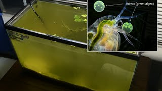 Raising Daphnia for the Freshwater Aquarium [upl. by Yrrap]