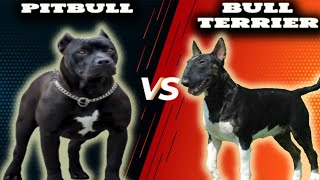 Pitbull VS Bull TerrierComparison [upl. by Sexton953]