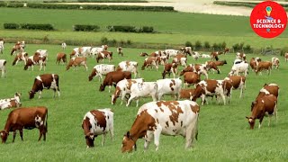 WONDERFUL AYRSHIRE AND SHORTHORN COW DAIRY FARM MODERN TECHNOLOGY CATTLE FARMING COW DAIRY FARMING [upl. by Nemajneb]