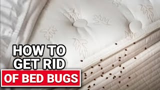 How To Get Rid of Bed Bugs  Ace Hardware [upl. by Eidua422]