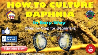 HOW TO CULTURE DAPHNIA In Easy Way [upl. by Aihsenat]